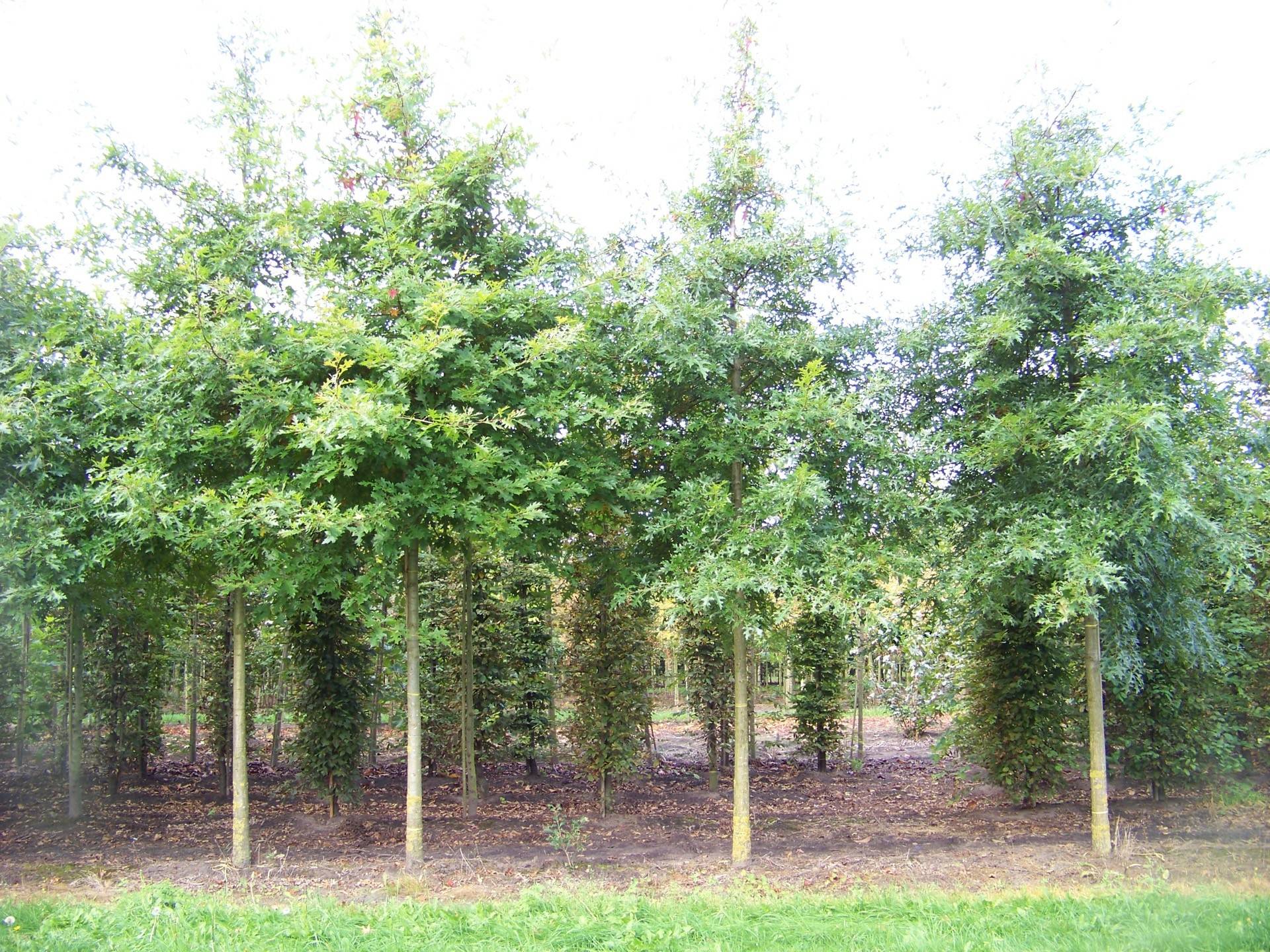 Quercus palustris_15